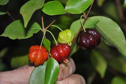 Tropical surinam cherry